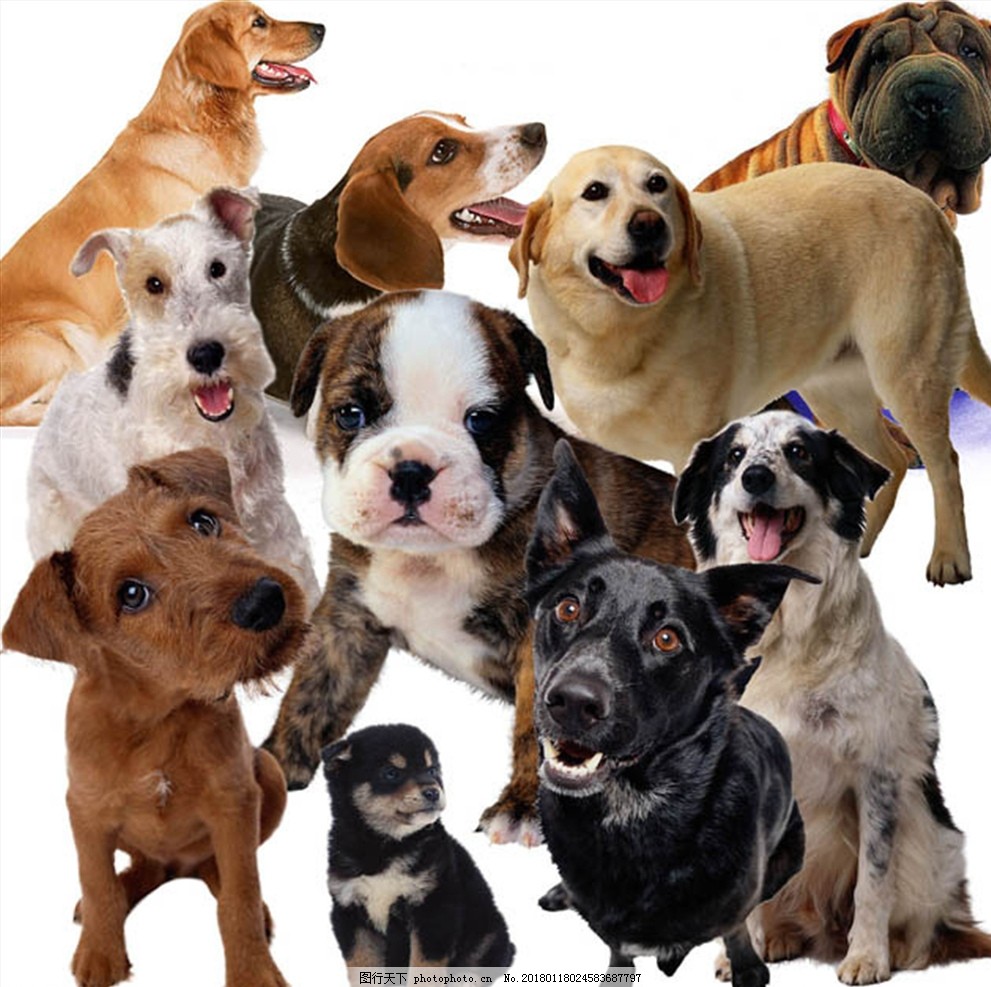 狗狗大集合 狗狗 系列 分层 抠图 实物拍摄 萌宠 宠物 设计 生物世界