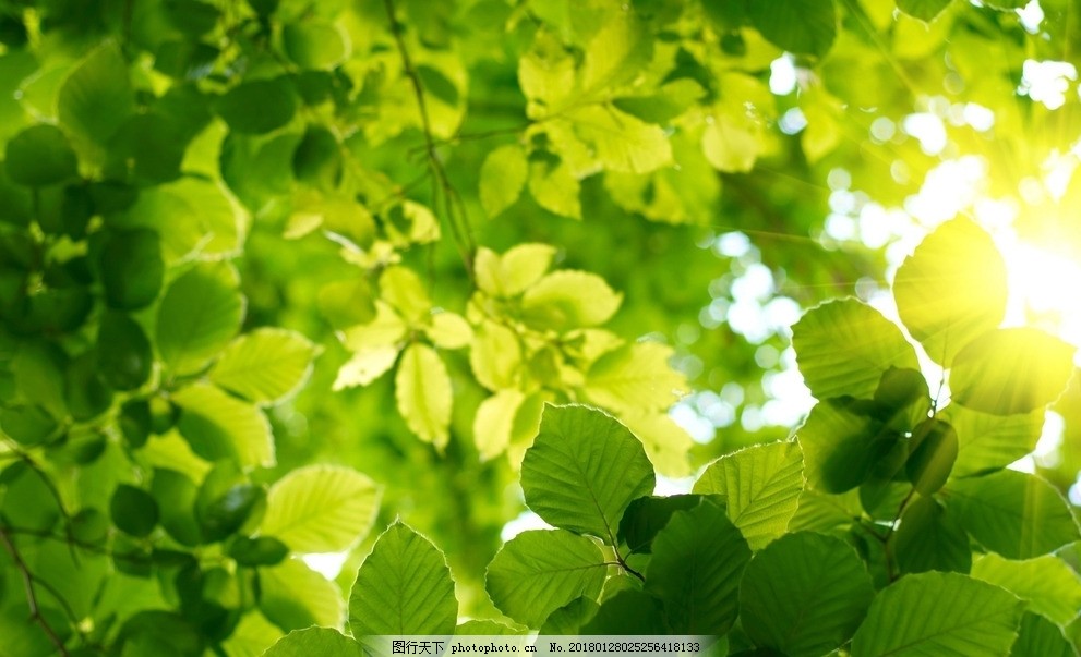叶子 绿色 植物 树枝 天然 自然 风景壁纸 树叶 树木 摄影