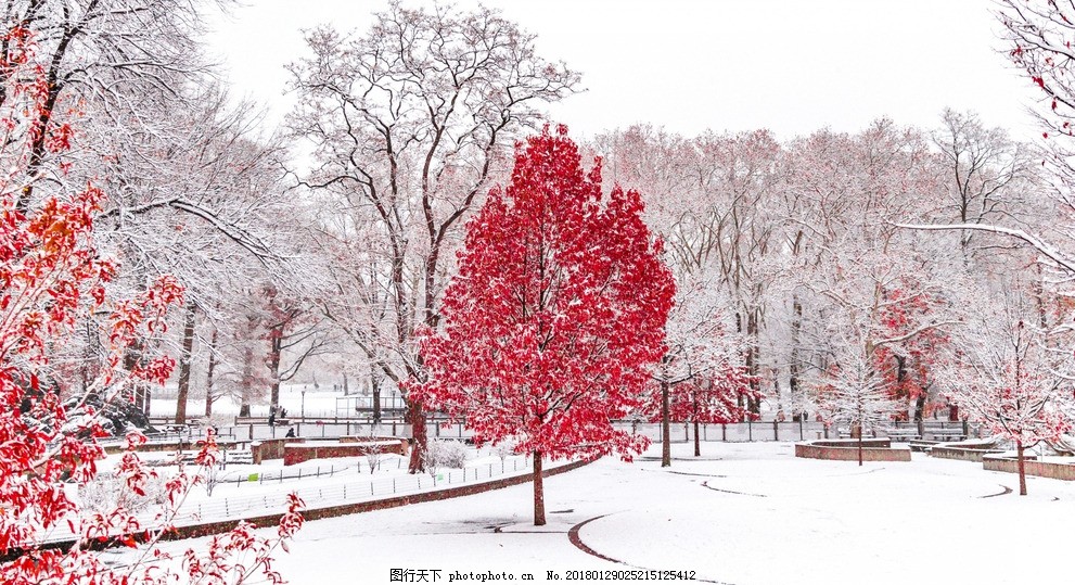 叶子 红叶 树木 冬天 下雪 红色 白色 枫叶 摄影图片