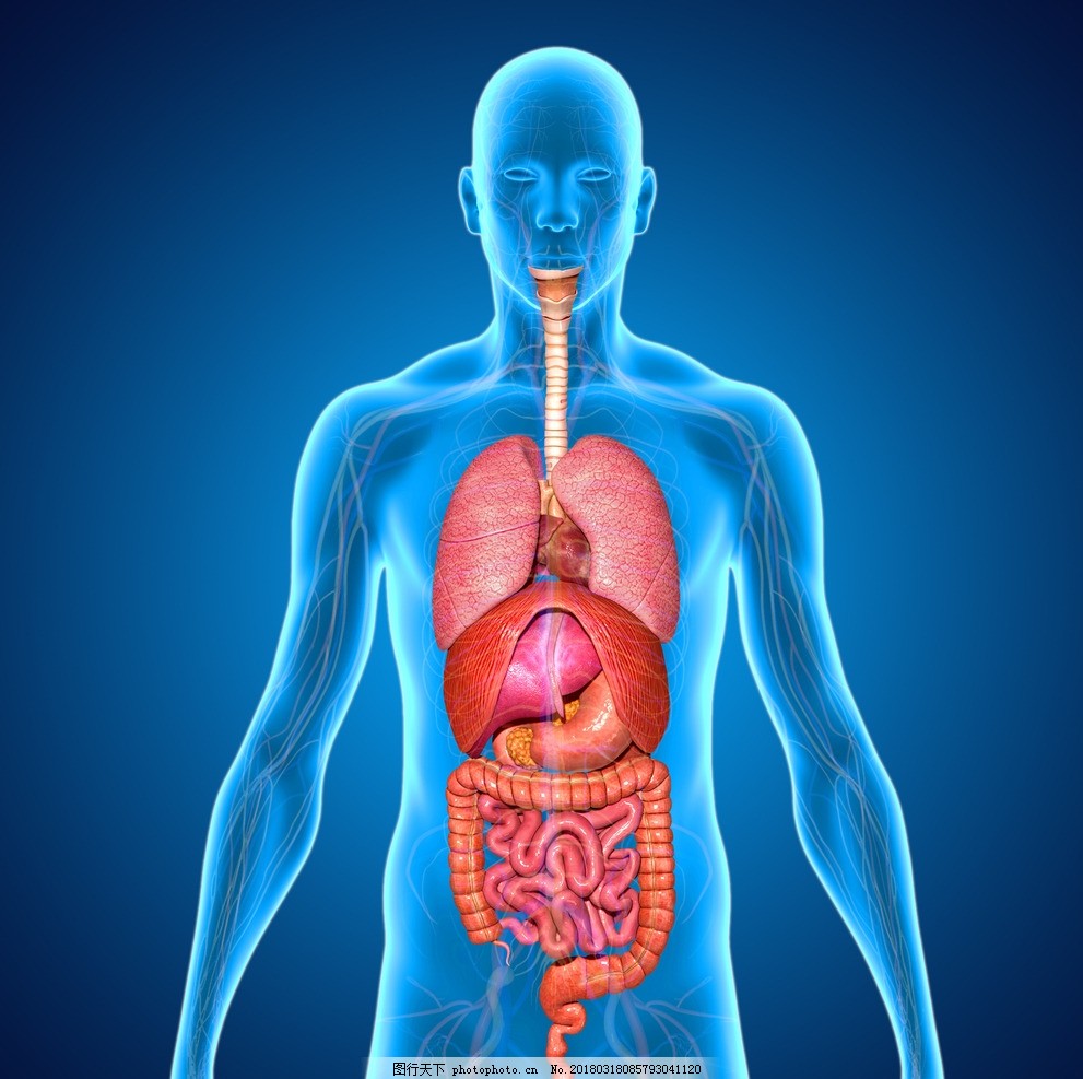 人体内脏3D立体透视图图片