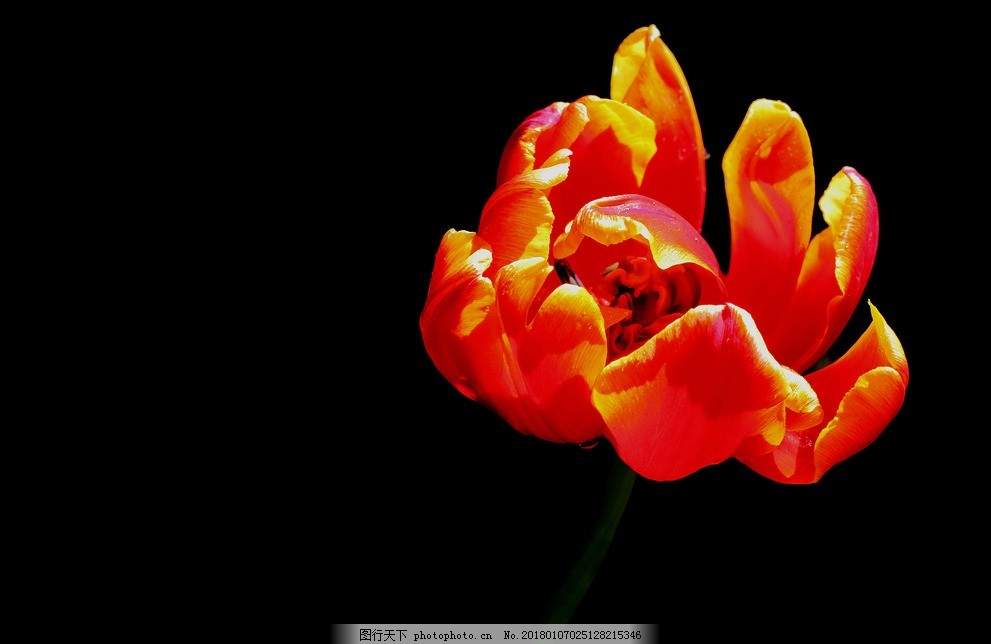 美丽的郁金香郁金香鲜的花图片 花草 生物世界 图行天下素材网