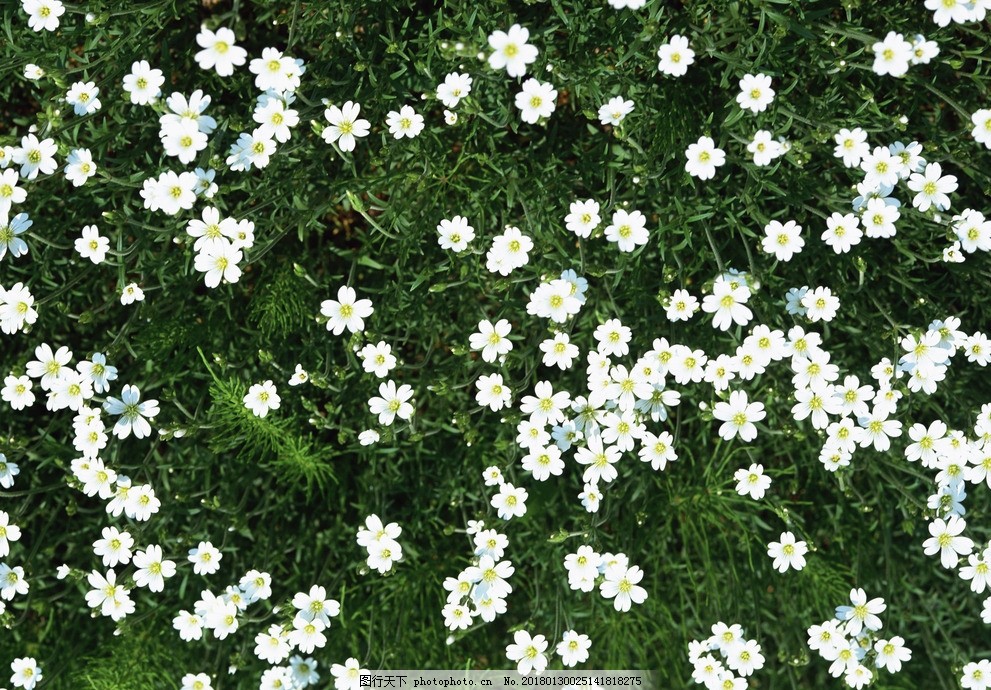 小白花图片 花草 生物世界 图行天下素材网